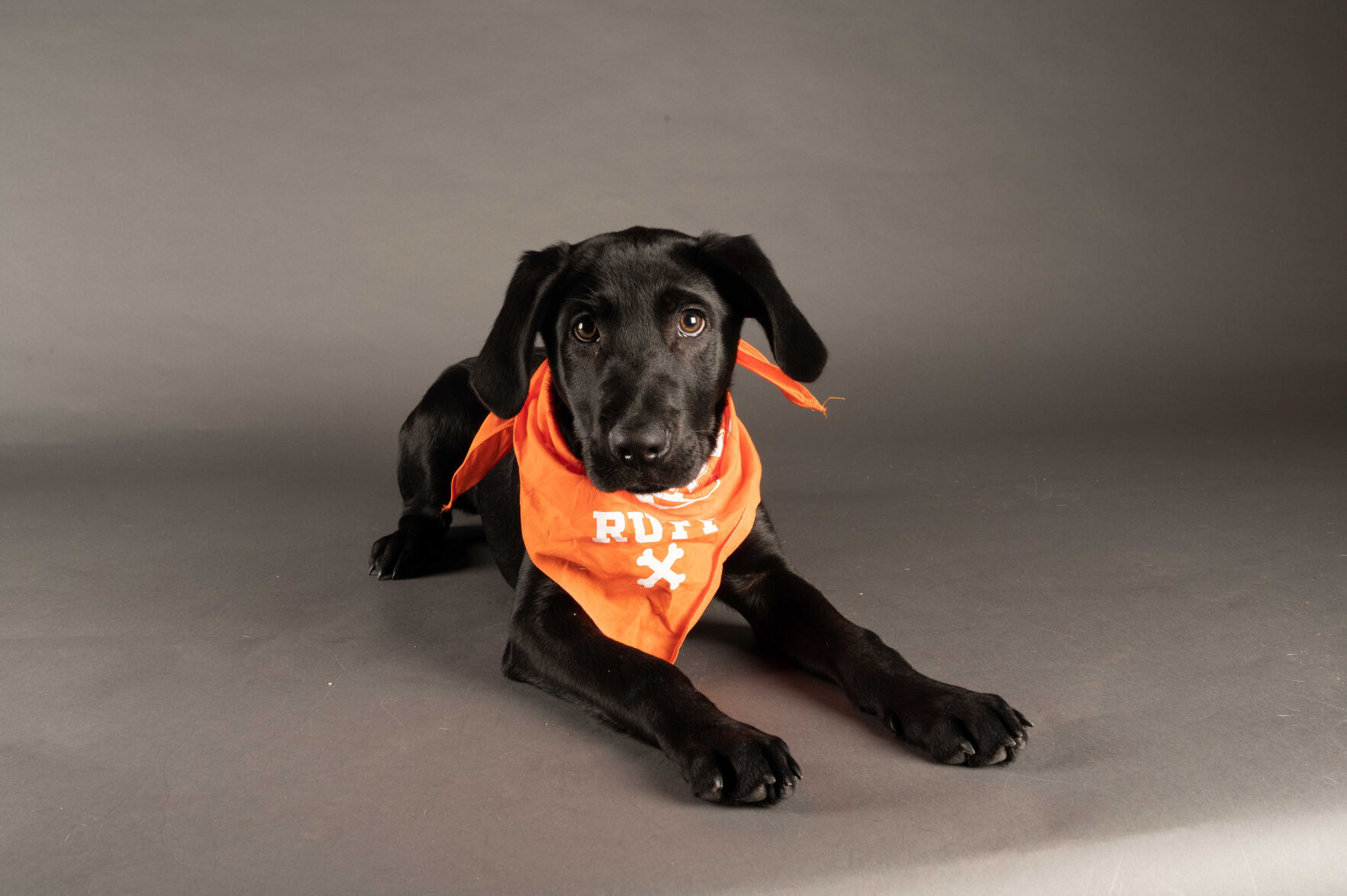 PUPPY BOWL XVII